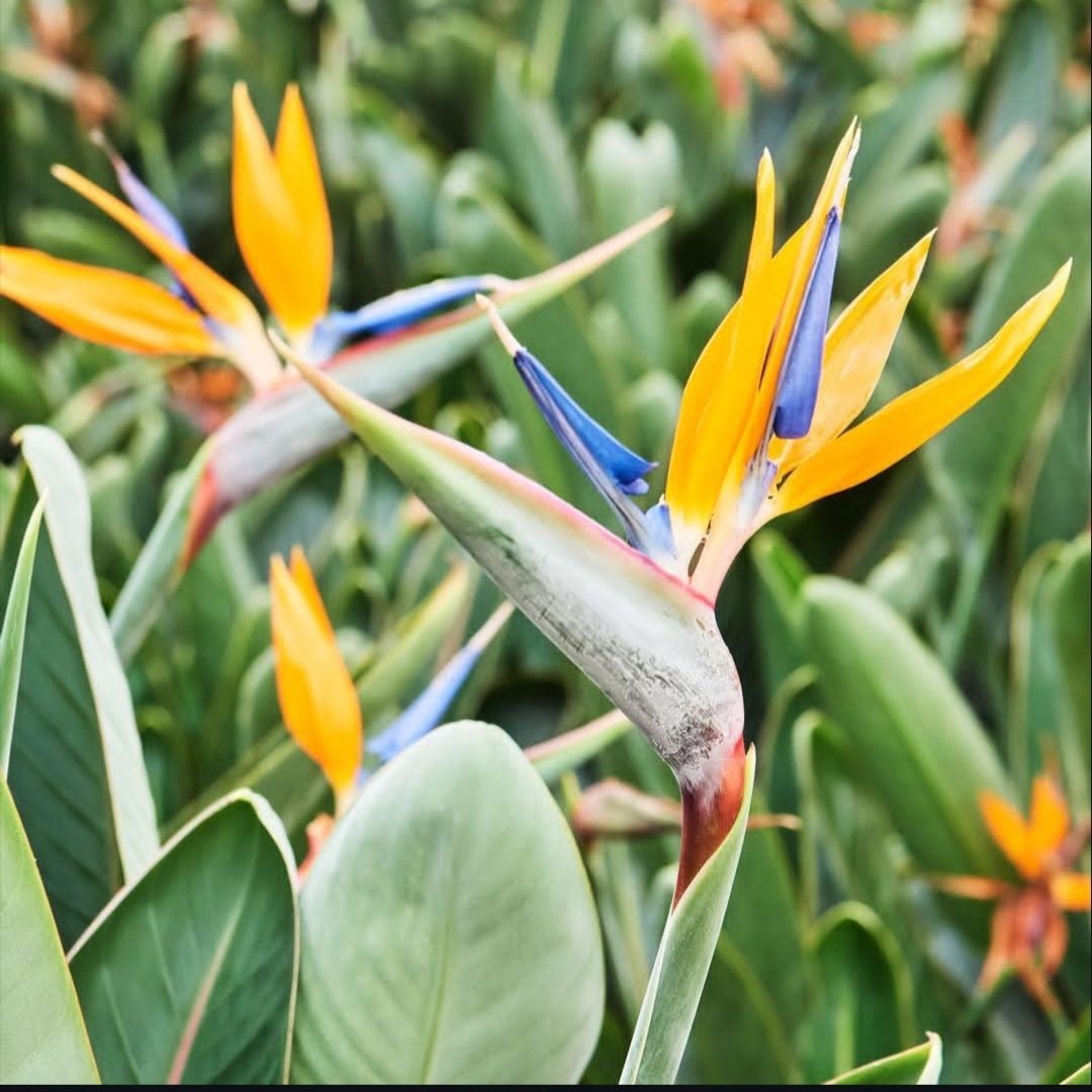 https://florexmx.com/categoria-producto/todas-las-plantas/