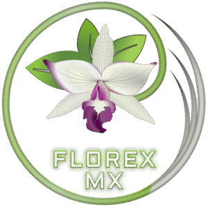 florex mx