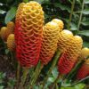 Zinginber Spectabile (Flor Maracas)
