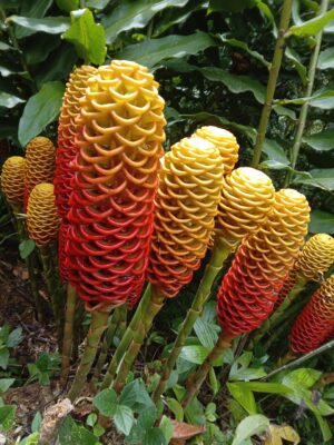 Zinginber Spectabile (Flor Maracas)