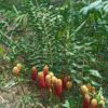 Zinginber Spectabile (Flor Maracas)