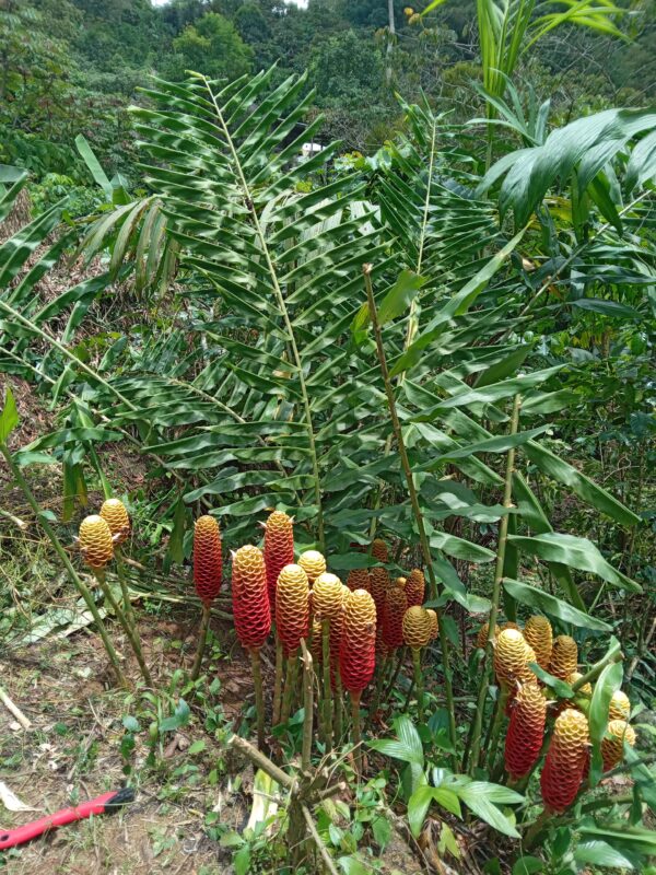 20230829_123415127 Zinginber Spectabile (Flor Maracas)