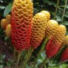 Zinginber Spectabile (Flor Maracas)