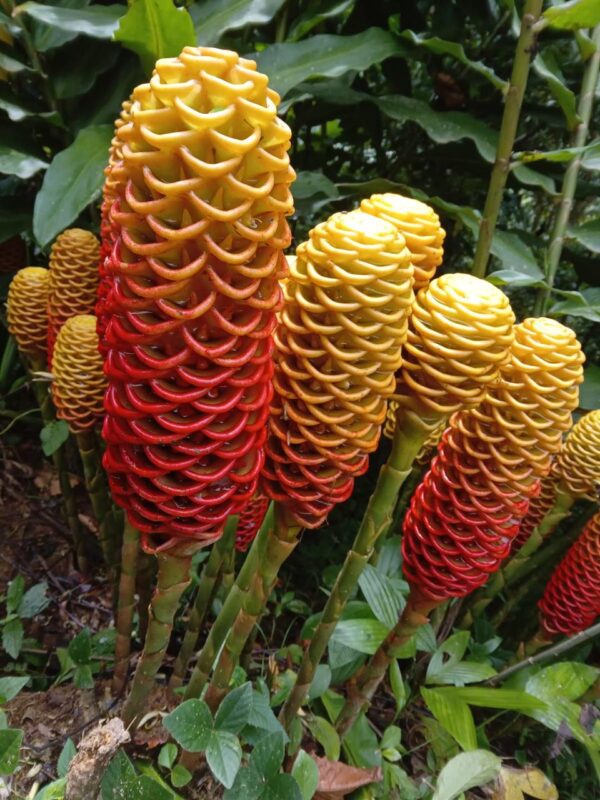 IMG-20241023-WA0025 Zinginber Spectabile (Flor Maracas)