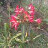 Hippeastrum Reginae (Azucena Mexicana)