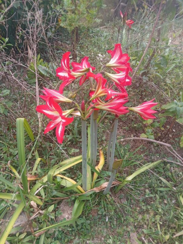Hippeastrum Reginae (Azucena Mexicana)