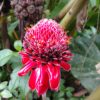 Etlingera Elatior