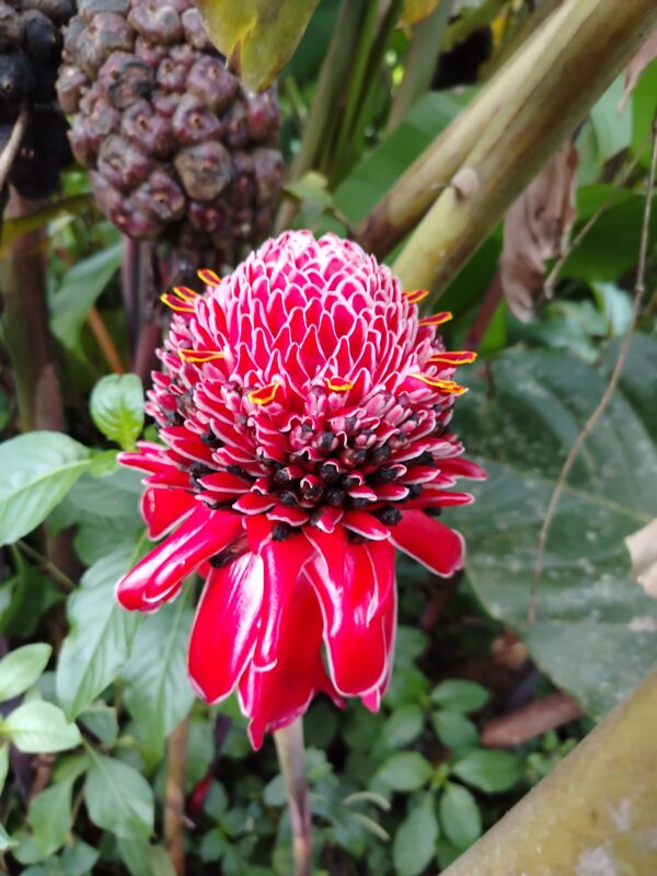 Etlingera Elatior