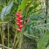 Heliconia Bihai (Platanillo)
