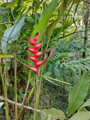 Heliconia Bihai (Platanillo)