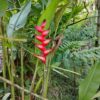 Heliconia Bihai (Platanillo)