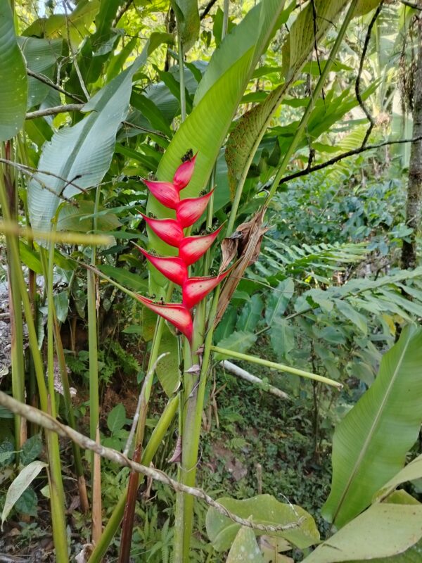Heliconia Bihai (Platanillo)