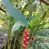 Heliconia Bihai (Platanillo)