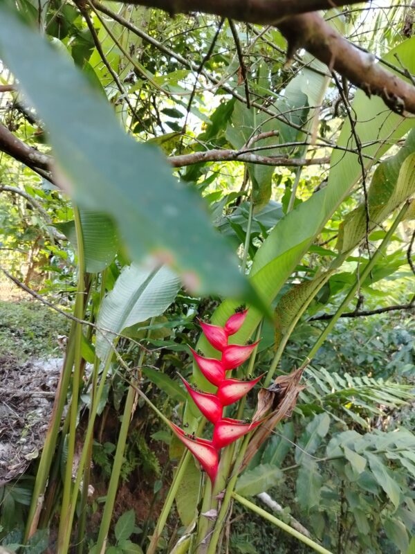 Heliconia Bihai (Platanillo)