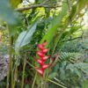 Heliconia Bihai (Platanillo)