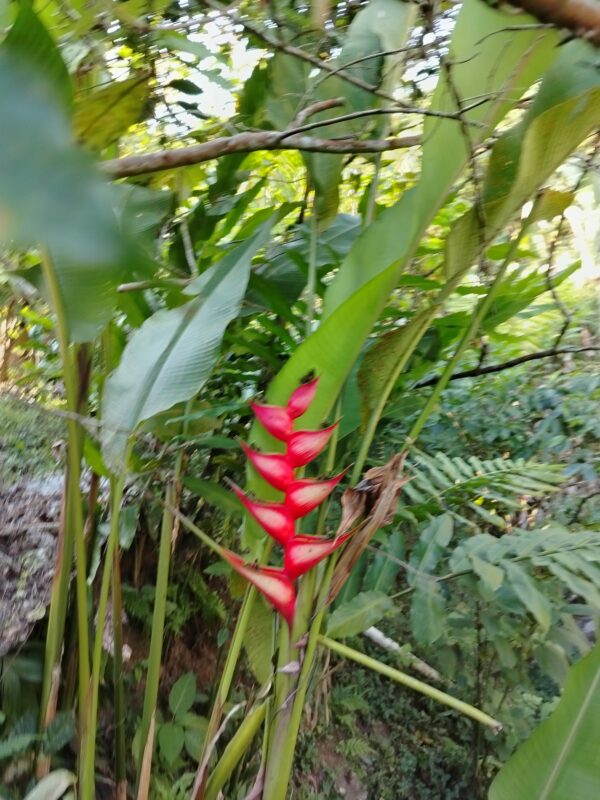 Heliconia Bihai (Platanillo)