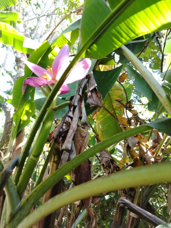 IMG_20250126_145527 Musa Ornata (Plátano Ornamental)