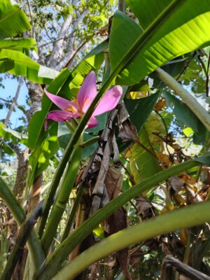 Musa Ornata (Plátano Ornamental)