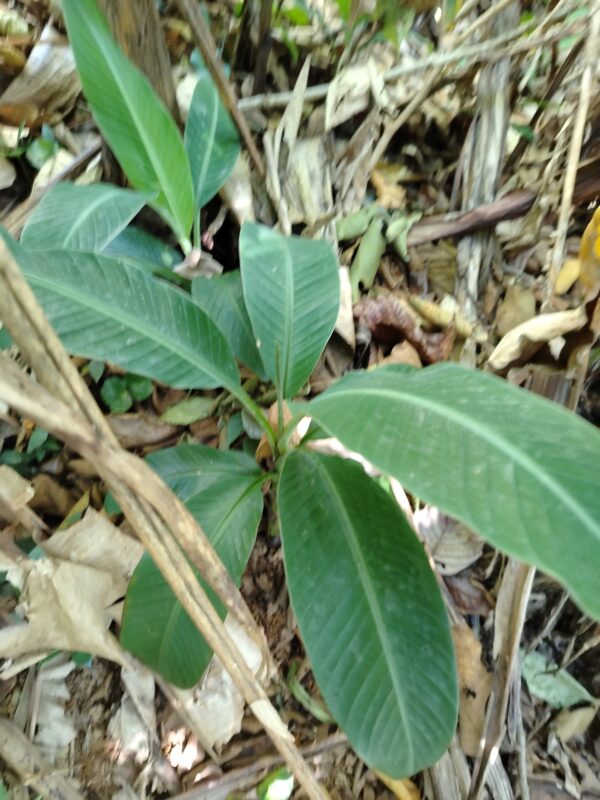 IMG_20250126_145536 Musa Ornata (Plátano Ornamental)