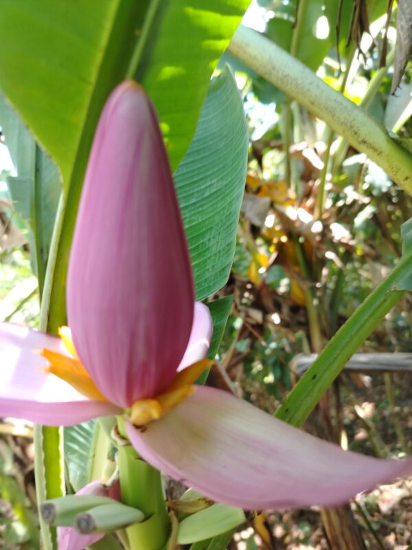 IMG_20250126_145646 Musa Ornata (Plátano Ornamental)
