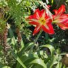Hippeastrum Reginae (Azucena Mexicana)
