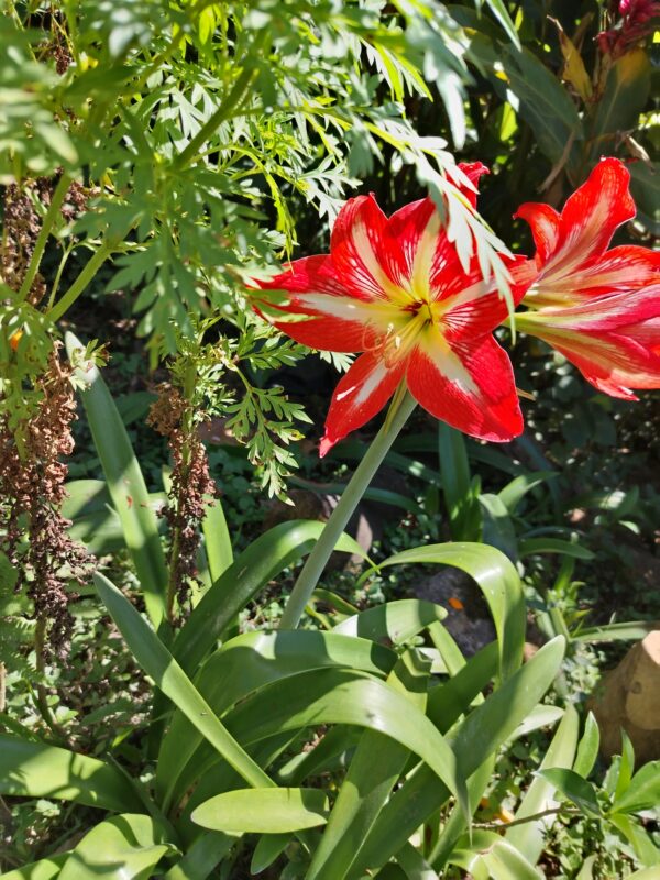 Hippeastrum Reginae (Azucena Mexicana)