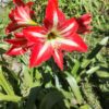 Hippeastrum Reginae (Azucena Mexicana)