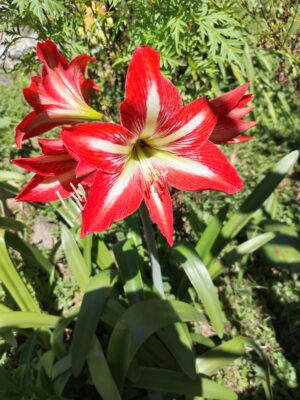 Hippeastrum Reginae (Azucena Mexicana)