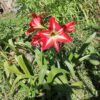 Hippeastrum Reginae (Azucena Mexicana)