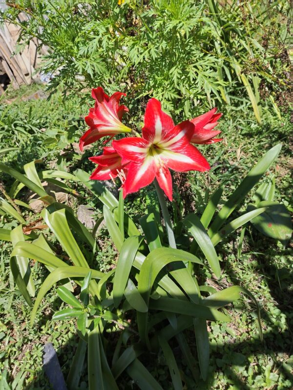 Hippeastrum Reginae (Azucena Mexicana)