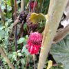 Etlingera Elatior