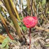 Etlingera Elatior