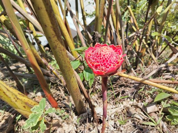 Etlingera Elatior