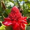Etlingera Elatior