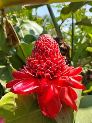 Etlingera Elatior