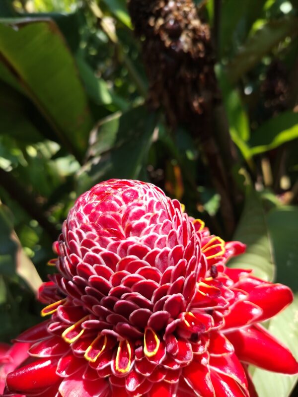 Etlingera Elatior