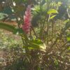 Alpinia Purpurata (Hawaiana Rosa)