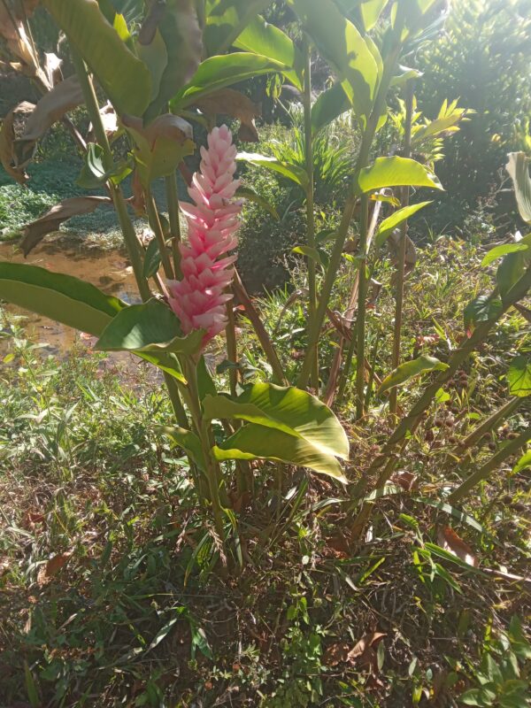 20240326_085136013 Alpinia Purpurata (Hawaiana Rosa)