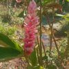 Alpinia Purpurata (Hawaiana Rosa)