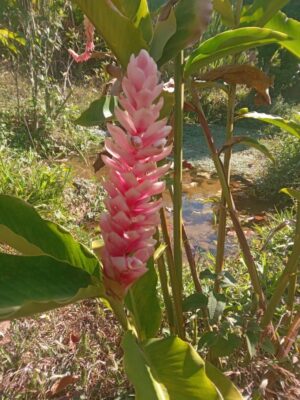 Alpinia Purpurata (Hawaiana Rosa)