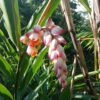 Alpinia Zerumbet