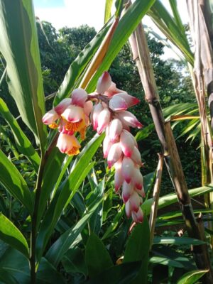 Alpinia Zerumbet