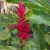 Alpinia Purpurata (Hawaiana Roja)