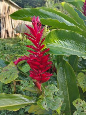Alpinia Purpurata (Hawaiana Roja)