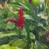Alpinia Purpurata (Hawaiana Roja)