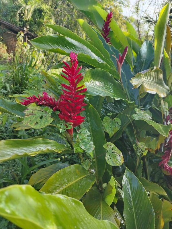 IMG_20241113_075806 Alpinia Purpurata (Hawaiana Roja)
