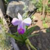Arundina Graminifolia (Orquídea Bambú)