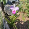 Arundina Graminifolia (Orquídea Bambú)