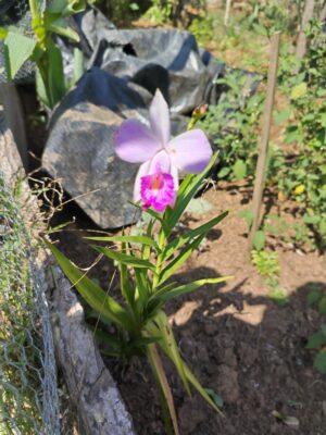 Arundina Graminifolia (Orquídea Bambú)