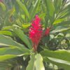Alpinia Purpurata (Hawaiana Roja)